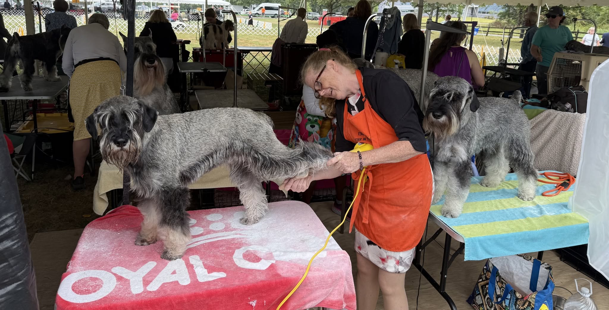 grooming photo