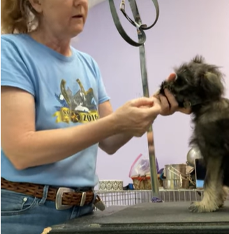 Puppy Foundations – Grooming